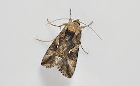 Attēlu rezultāti vaicājumam “Autographa gamma”