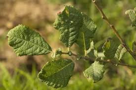 Attēlu rezultāti vaicājumam “Salix aurita leaf”