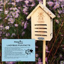 Image result for ladybug house