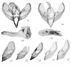 Attēlu rezultāti vaicājumam “Setina irrorella”