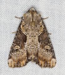 Attēlu rezultāti vaicājumam “Apamea ophiogramma”