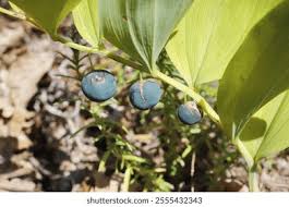 Attēlu rezultāti vaicājumam “Polygonatum odoratum fruit”