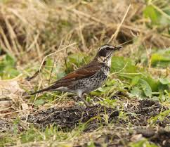 Image result for Turdus naumanni