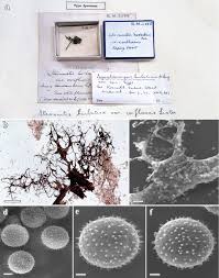 Attēlu rezultāti vaicājumam “Hemitrichia leiotricha stalked”