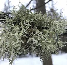 Attēlu rezultāti vaicājumam “Evernia prunastri”