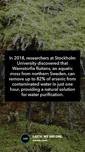 Attēlu rezultāti vaicājumam “Warnstorfia fluitans”