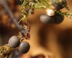 Attēlu rezultāti vaicājumam “Diderma montanum macro”