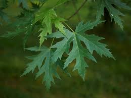 Attēlu rezultāti vaicājumam “Acer saccharinum leaf”