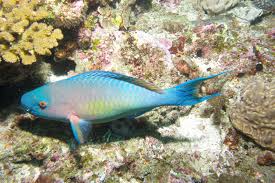 Image result for Scarus rubroviolaceus