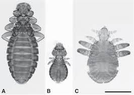 Attēlu rezultāti vaicājumam “Phthiraptera”
