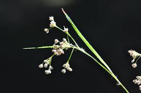 Attēlu rezultāti vaicājumam “Luzula luzuloides”