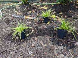 Attēlu rezultāti vaicājumam “Carex montana”