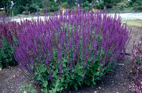 Attēlu rezultāti vaicājumam “Salvia nemorosa”