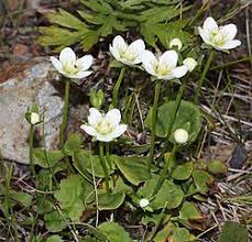 Attēlu rezultāti vaicājumam “Parnassia palustris leaf”