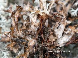 Attēlu rezultāti vaicājumam “Cetraria islandica”