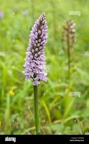 Attēlu rezultāti vaicājumam “Dactylorhiza fuchsii flower”