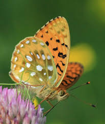 Attēlu rezultāti vaicājumam “Argynnis aglaja”