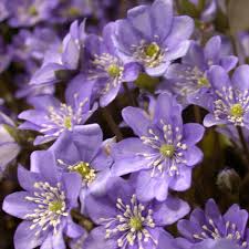 Attēlu rezultāti vaicājumam “Hepatica nobilis”