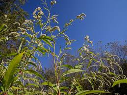 Attēlu rezultāti vaicājumam “Persicaria lapathifolia leaf”