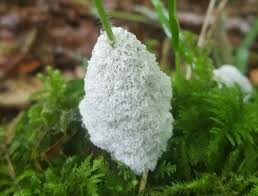 Attēlu rezultāti vaicājumam “Didymium spongiosum”