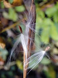 Attēlu rezultāti vaicājumam “Vincetoxicum hirundinaria fruit”