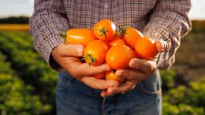 Afbeeldingsresultaat voor oranje van goeienbier tomato