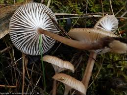 Attēlu rezultāti vaicājumam “Mycena belliarum”