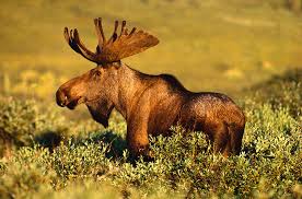 Attēlu rezultāti vaicājumam “Alces alces”