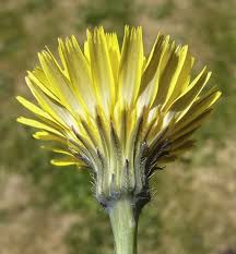 Attēlu rezultāti vaicājumam “Hypochaeris radicata”