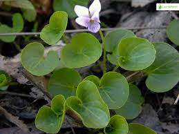 Attēlu rezultāti vaicājumam “Viola palustris”