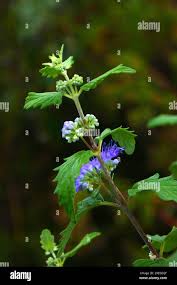 Attēlu rezultāti vaicājumam “Barbula convoluta sporophyte”