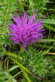 Attēlu rezultāti vaicājumam “Cirsium acaule flower”