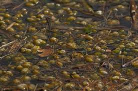 Attēlu rezultāti vaicājumam “Nostoc pruniforme”