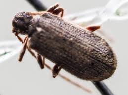 Attēlu rezultāti vaicājumam “Ptinus sp.”