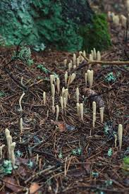 Attēlu rezultāti vaicājumam “Clavariadelphus ligula”