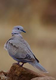 Attēlu rezultāti vaicājumam “Streptopelia decaocto adult”