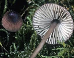 Attēlu rezultāti vaicājumam “Mycena purpureofusca”