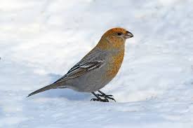 Image result for Pinicola enucleator