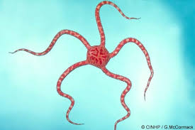 Attēlu rezultāti vaicājumam “Ophiotheca sp.”