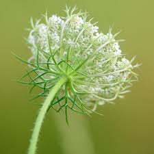 Image result for Daucus carota