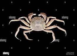 Image result for Eriocheir sinensis