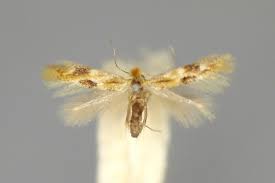 Attēlu rezultāti vaicājumam “Bucculatrix rhamniella”