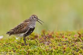 Attēlu rezultāti vaicājumam “Calidris alpina adult”