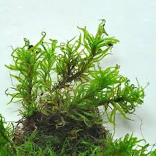 Attēlu rezultāti vaicājumam “Oxystegus tenuirostris”