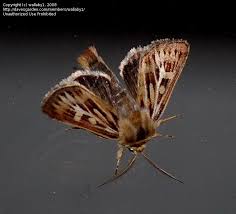 Attēlu rezultāti vaicājumam “Cerapteryx graminis”