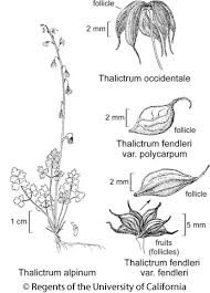 Attēlu rezultāti vaicājumam “Thalictrum”