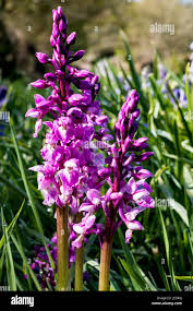 Attēlu rezultāti vaicājumam “Orchis mascula flower”