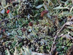 Attēlu rezultāti vaicājumam “Cladonia ramulosa”