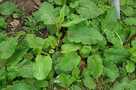 Attēlu rezultāti vaicājumam “Rumex obtusifolius”