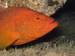 Image result for Epinephelus guttatus